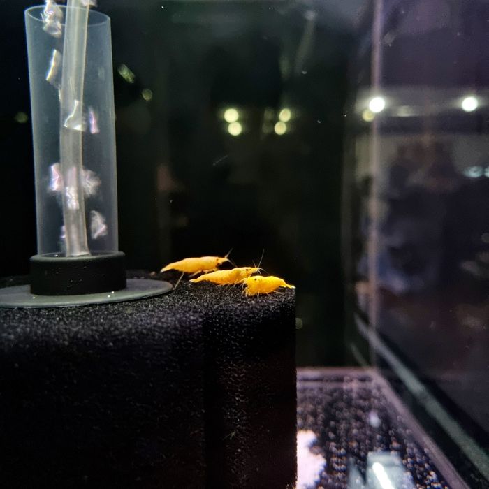 Krewetka yellow fire (żółte)