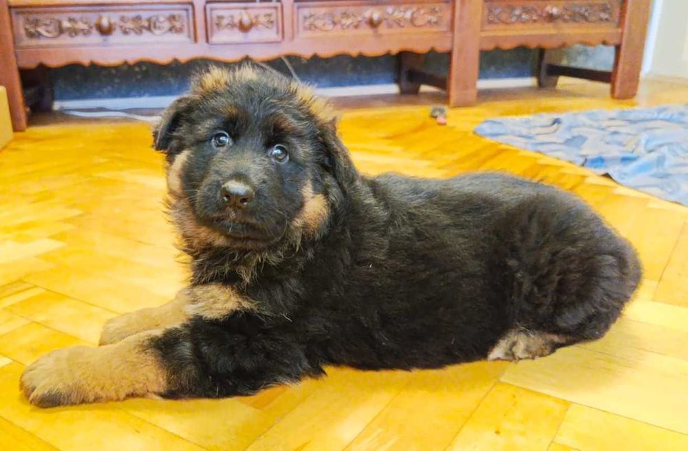 Owczarek niemiecki FCI długowłosy