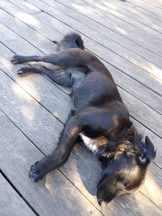 Симпатична молода дівчинка метіс шукає родину