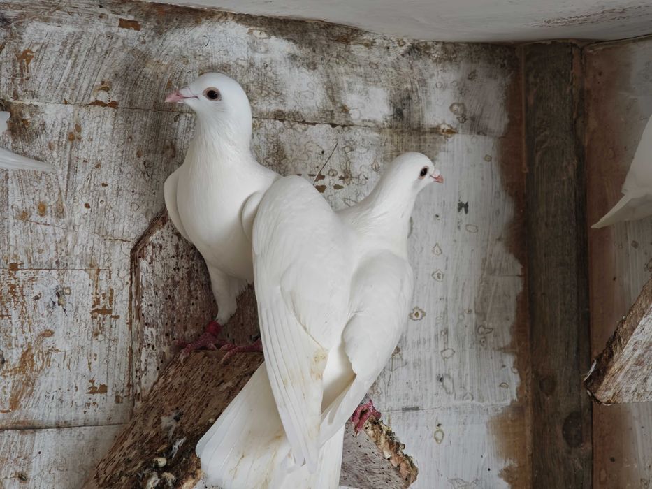 Vendo/solto pombos correios brancos