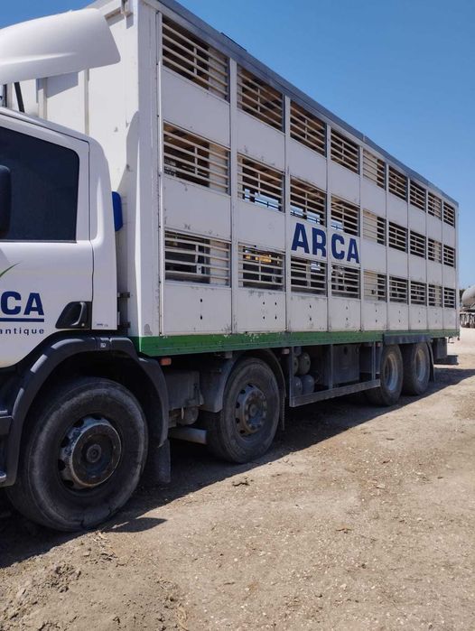Scania transporte de animais vivos