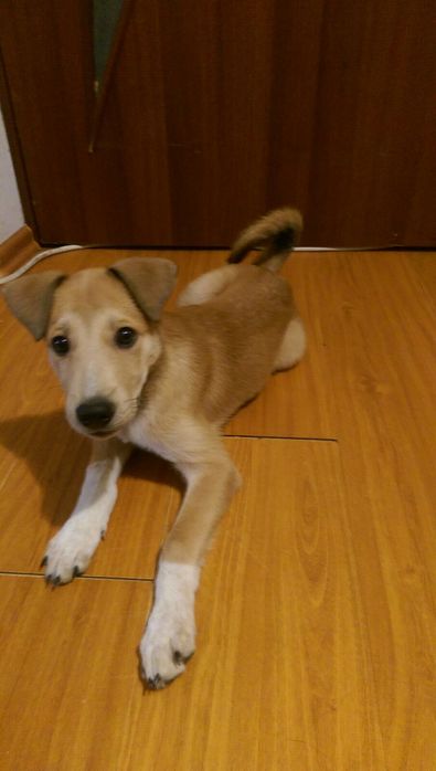 "КАРОЛІНСЬКА СОБАКА (ВІВЧАРКА)" (МАКС. схожість). 3,5. Самиця. Щеплено