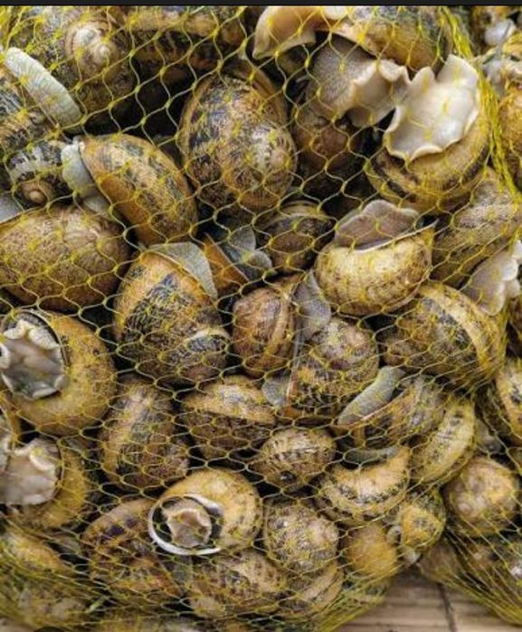 Caracoletas 5 kilinhos deliciosas para entregas