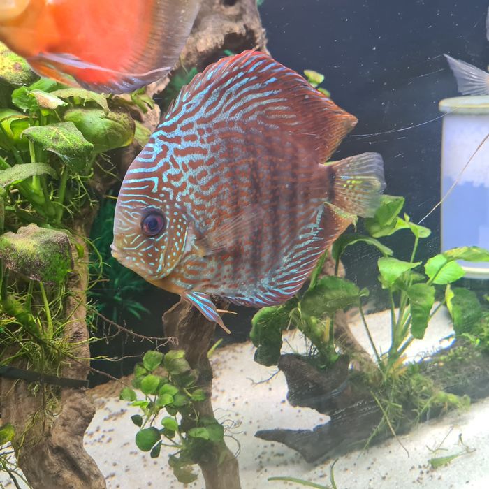 Aquario Grande Completo