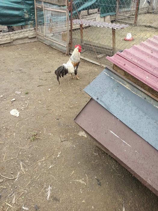 Piękny kogut rady Włoch