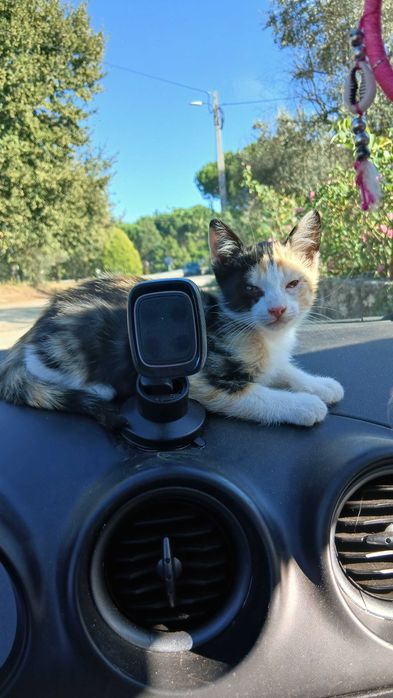 Gatinhas para adoção