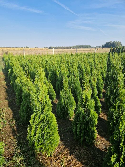 Tuja Szmaragd 100-200cm