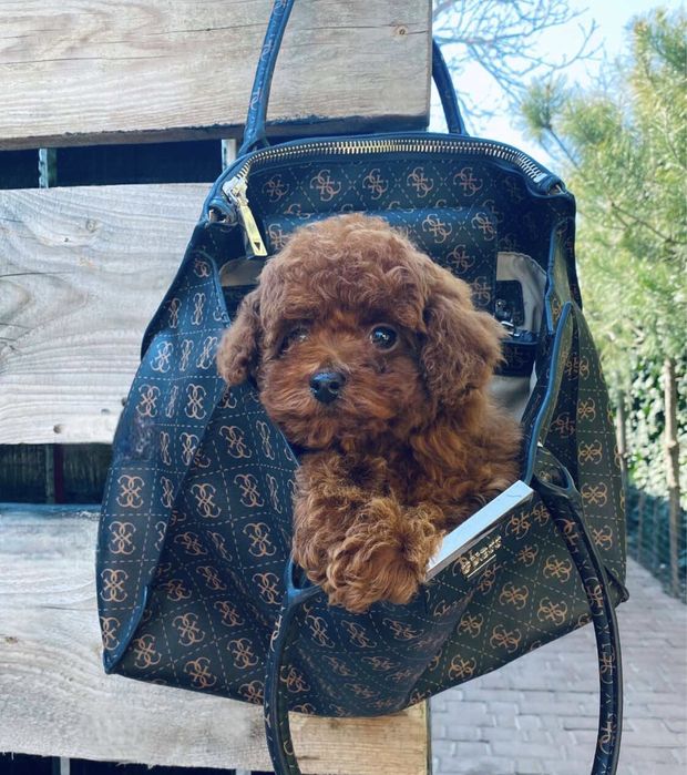 Девочка той пудель ред браун Китай