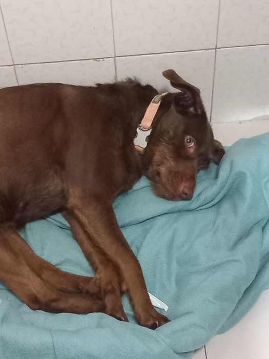 Estou a doar uma cadela meiga