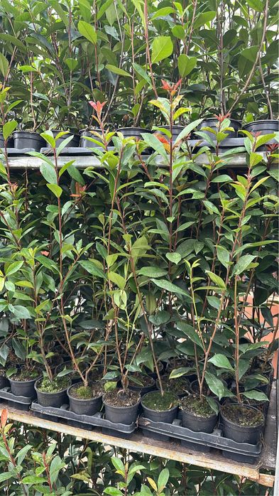 Photinia Red Robin 100/150cm