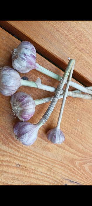 Czosnek zimowy Harnaś- duża główka