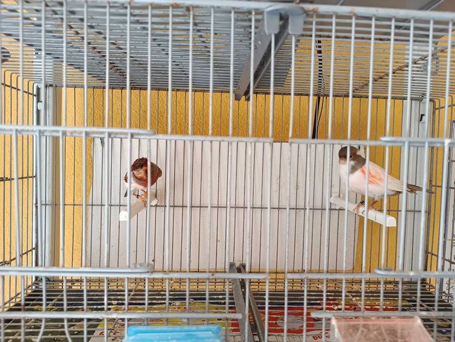 Casal canários Arlequim e casal vermelhos (Foros de Amora)
