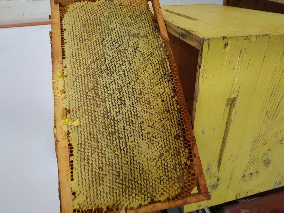 Продам бджолопакети, бджоли, пчелы, отводок, карпатка