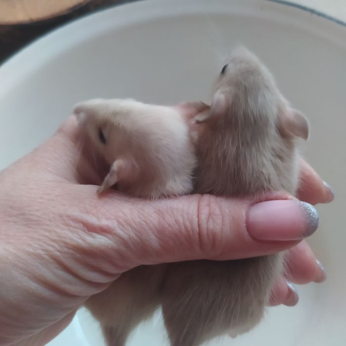 Крыса Дамбо! Ручнейшие малыши!