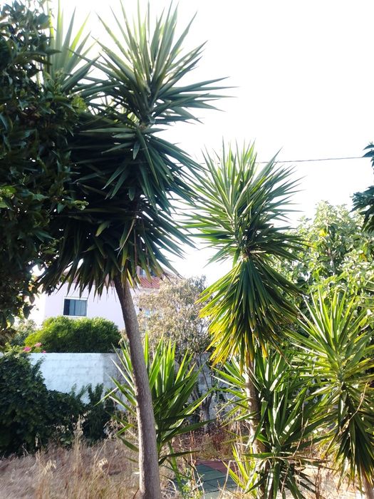 Plantas uicas tropicais