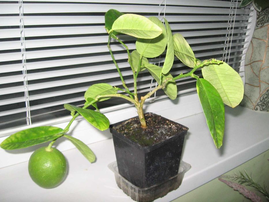 дерево плодоносного лимона