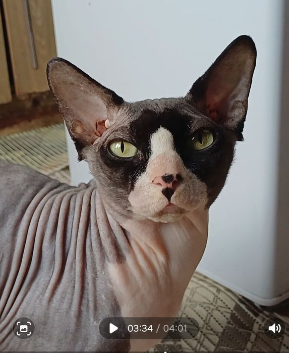 Продам котят сфинкс
