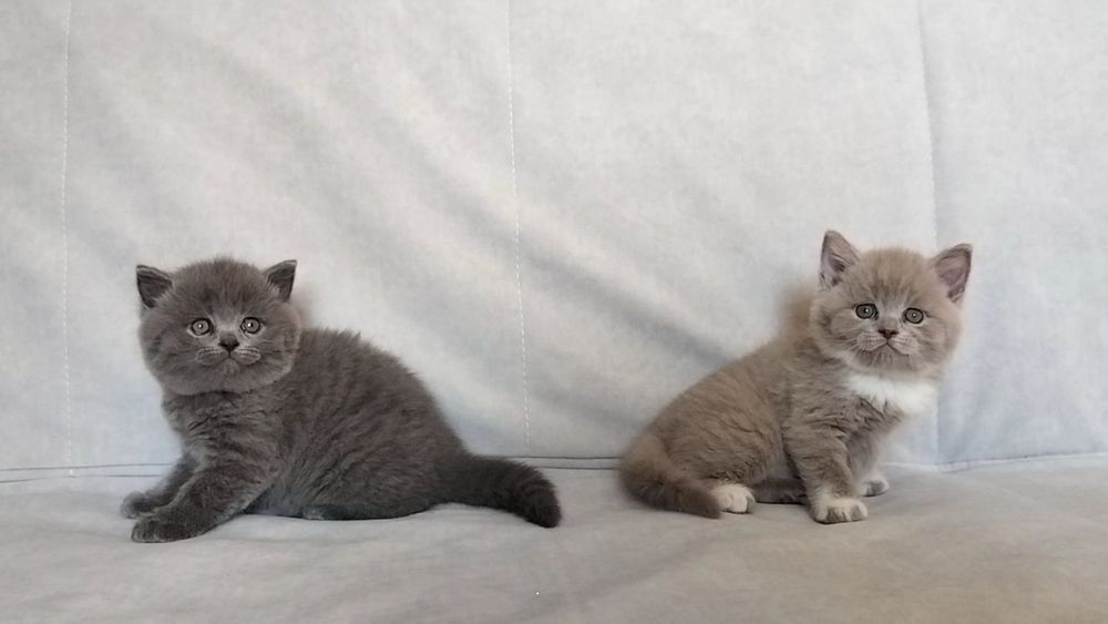 шотландські котики