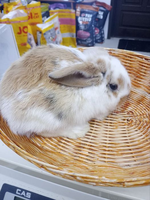 Króliki miniaturki Baranek