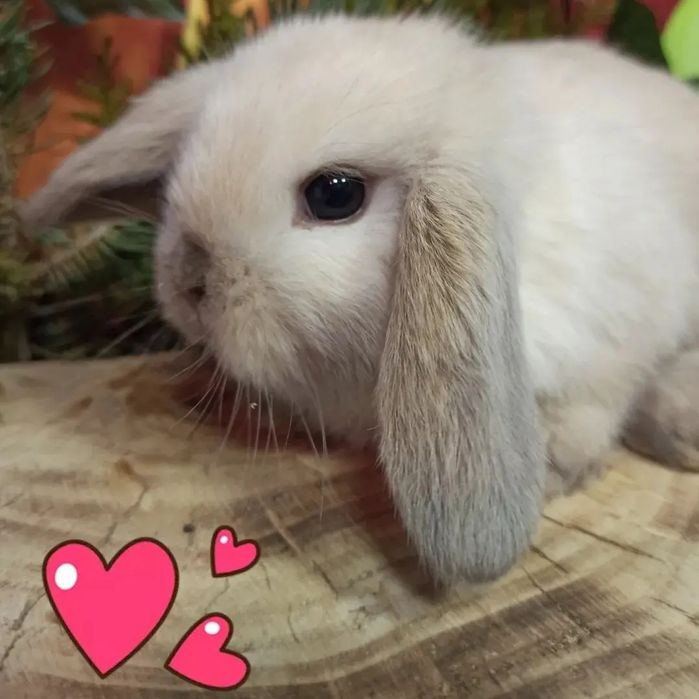 Питомник карликовых кроликов BAMBY предлагает