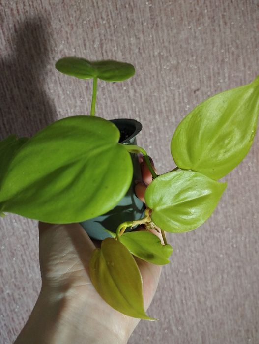 Філодендрон лайм