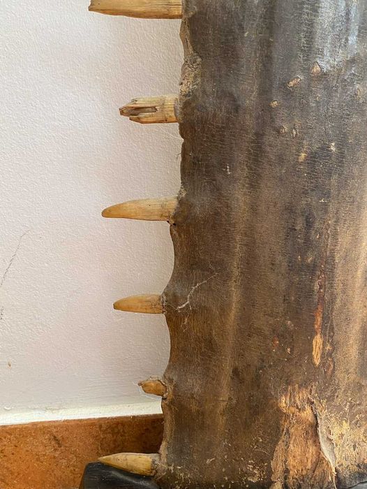 Rostrum de Peixe Serra de grandes dimensões