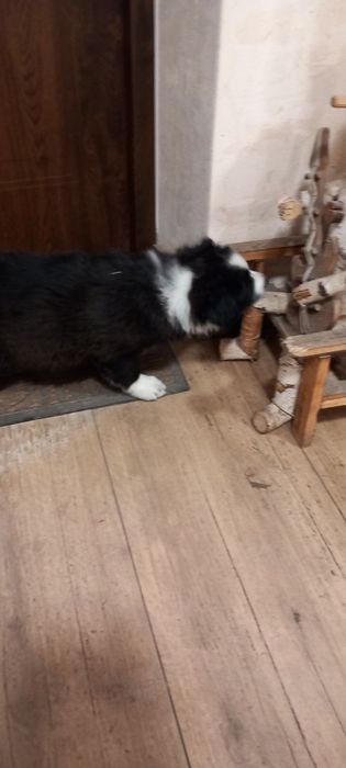 Piesek Border collie