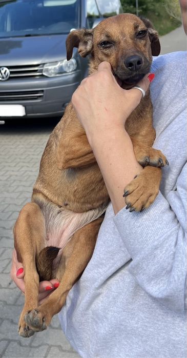 Kochana sunia Zumba szuka domku