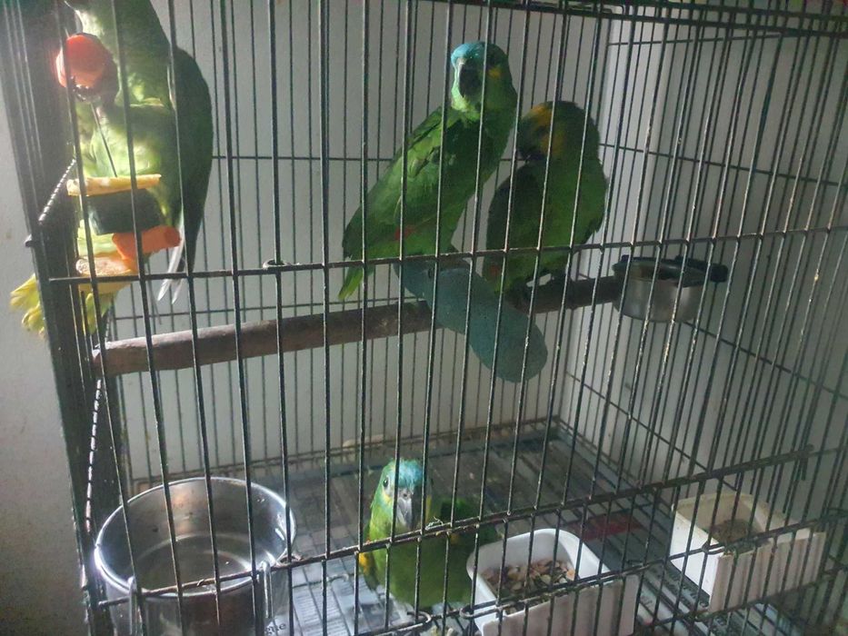 Amazonas Aestiva Xanthoperyx 26
