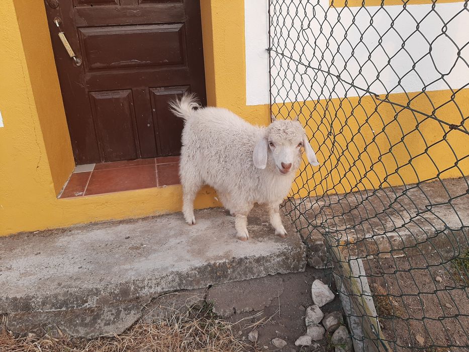 Cabras angoras jovens