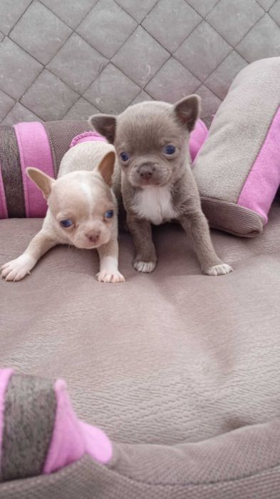 Мальчики чихуа, документы