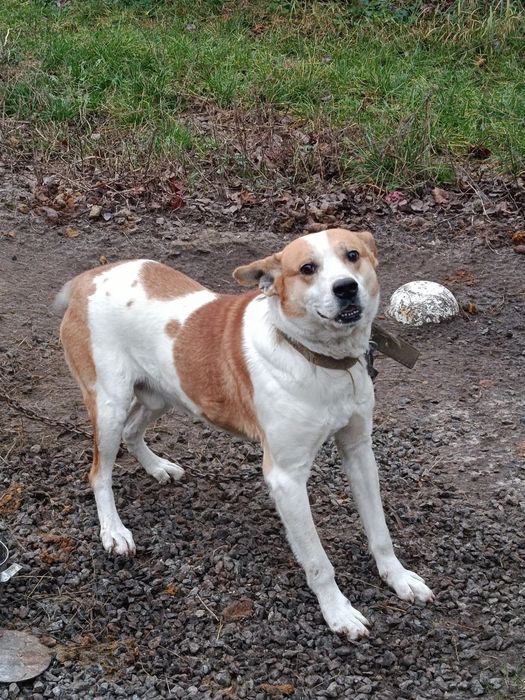 Віддам собаку в добрі руки