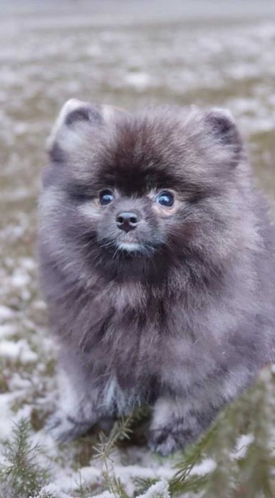 Померанксий шпиц. Мальчик мишка.