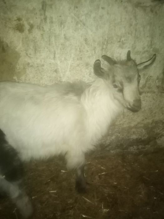Продам козликів на шашлик або тримання