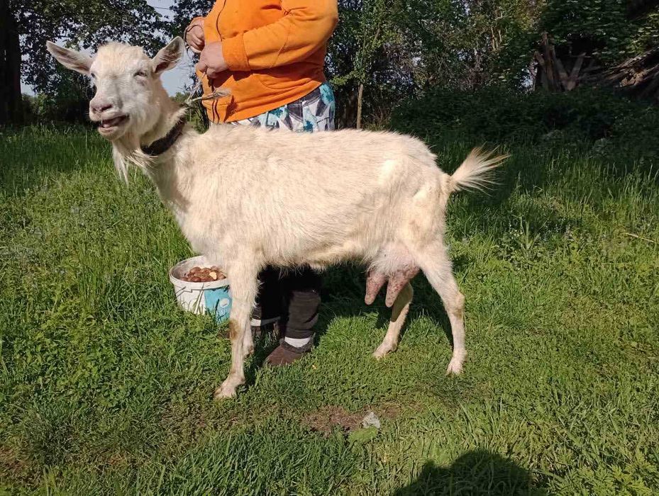 зааненська дійна 3-річна коза - яловка з дуже міцним здоров.ям