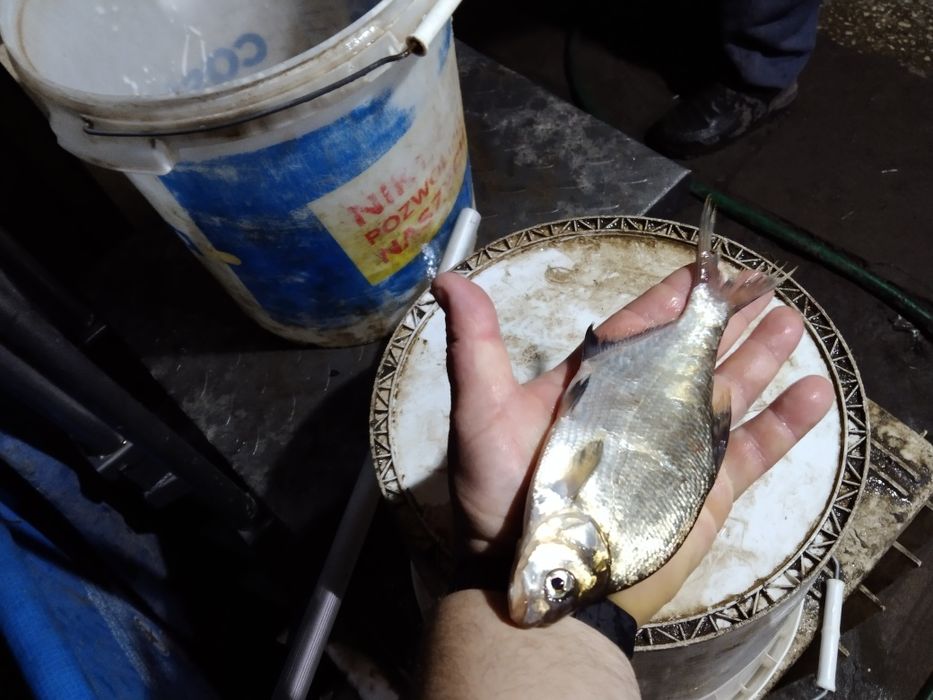 Amur karp sazan jesiotr karaś złoty Węgorz