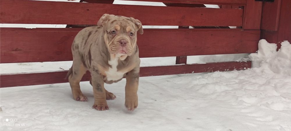 Piesek american bully merle z metryką