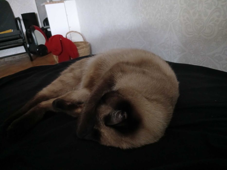 Молодий кіт Сапфір шукає наречену. Вік 1 рік. Стрижавка.