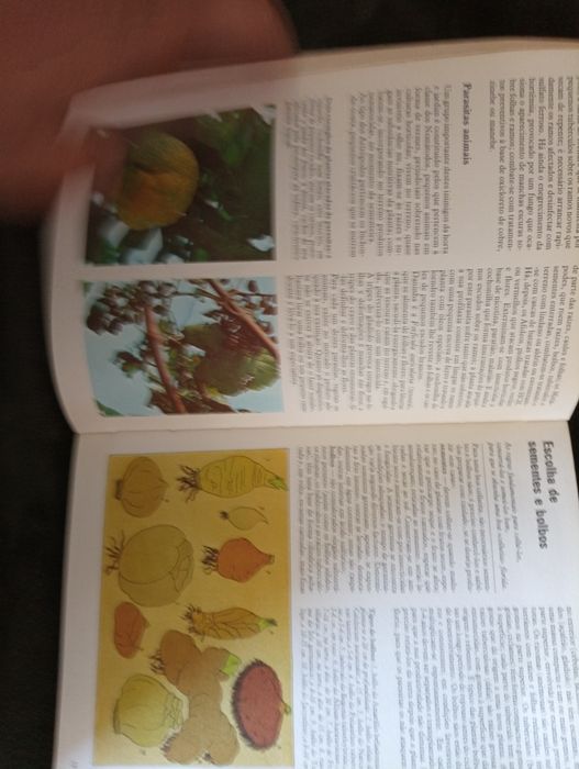 Plantas em casa no terraço e no jardim Macella Cordami 1977 Muito raro