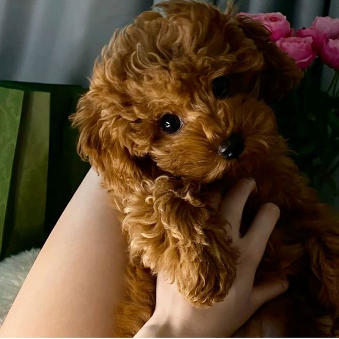 Дівчинка квіточка той пудель,тікап