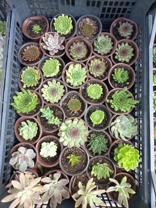 Suculentas "mini"