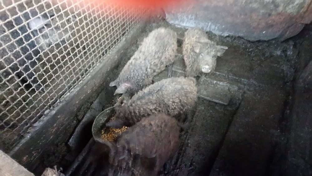 Продам свыней жывым весом свинки кабан на мясо