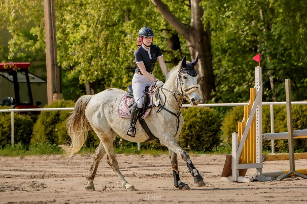Wałach 2018 do małego sportu