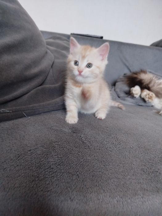 Котик безкоштовно
