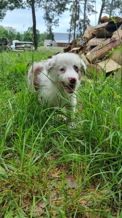 Border Collie suczka red merle