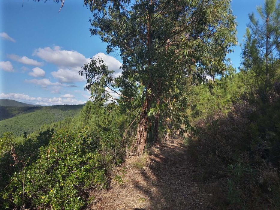 Terreno rustico zona de pinhal 3.8ha
