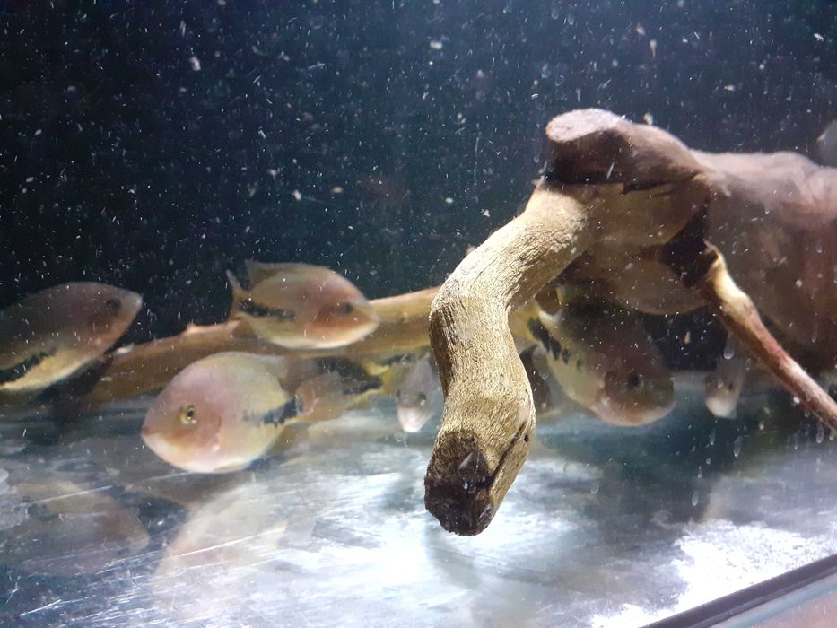 Pielęgnice wielobarwne