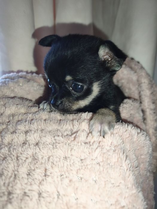 Chihuahua Preto Tricolor bebé - Fêmea
