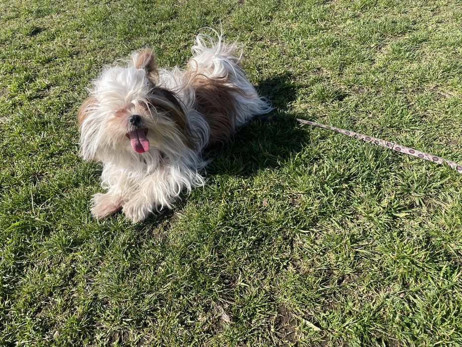 Pet sister em lisboa