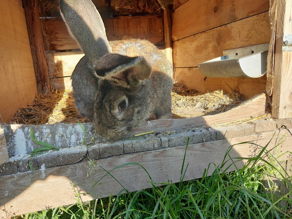 Samica olbrzym belgijski